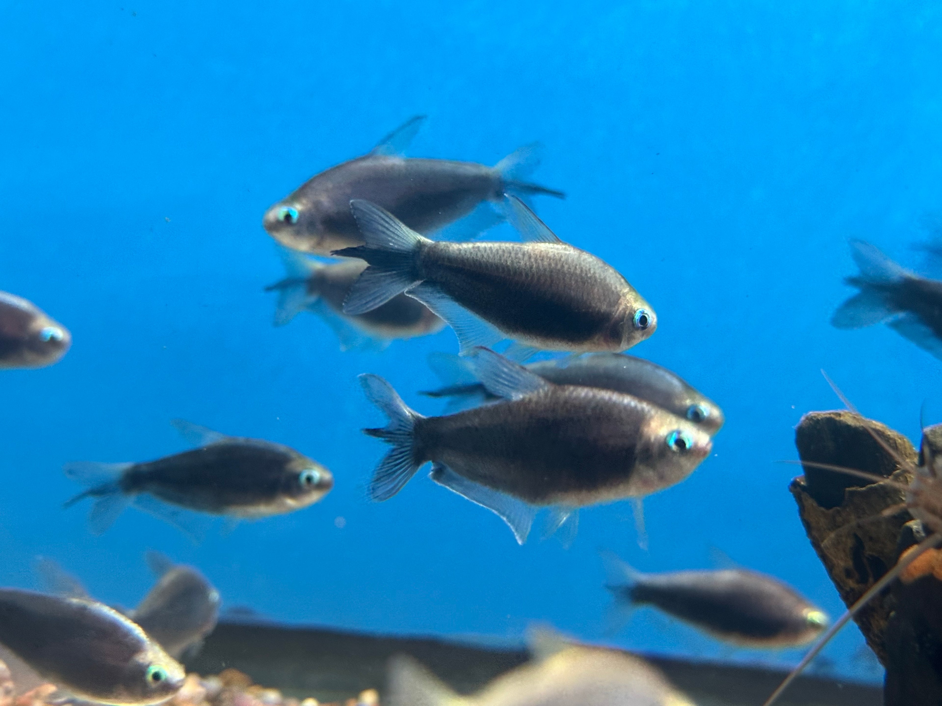 LARGE Black Emperor Tetra (1.5-2”)