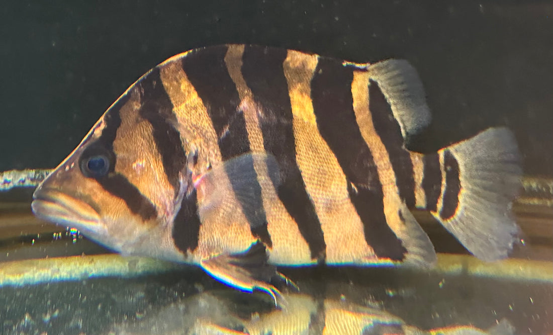 XL Sumatra Datnoid (7-7.5”)