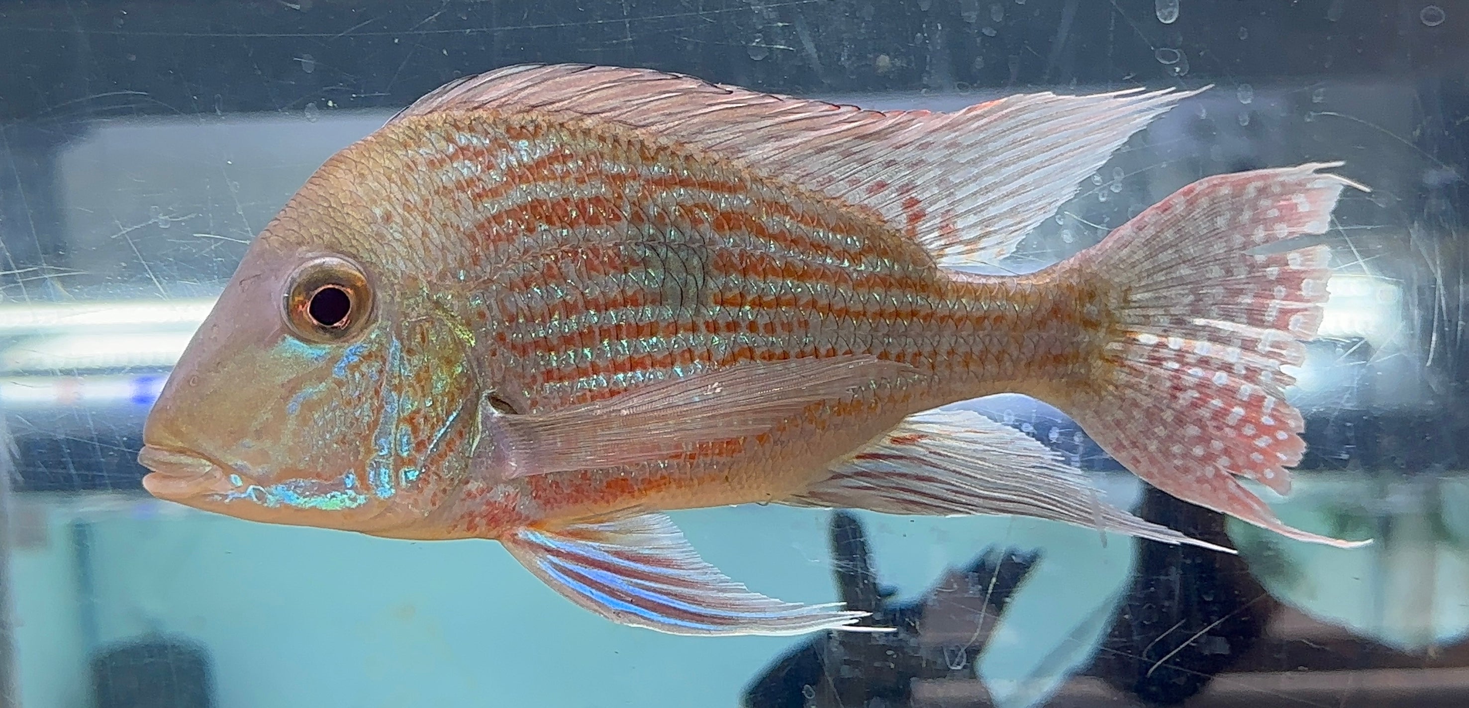 XL Sveni Geophagus Cichlid (7”)