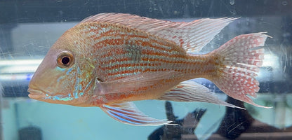 XL Sveni Geophagus Cichlid (7”)