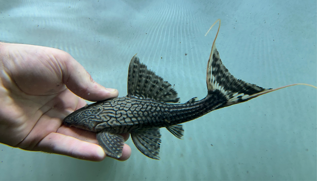 L090 Papa Panaque Pleco (7”)