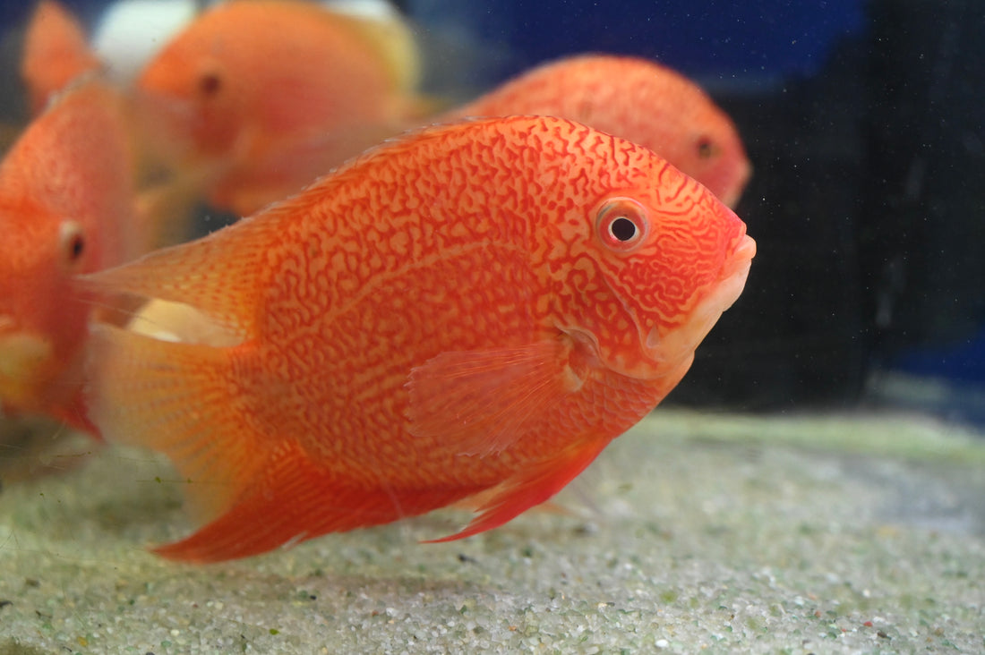 XL Red Spotted Severum (5.5-6”)