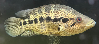 XL Dovii x Jaguar Hybrid Cichlid (11-12”)