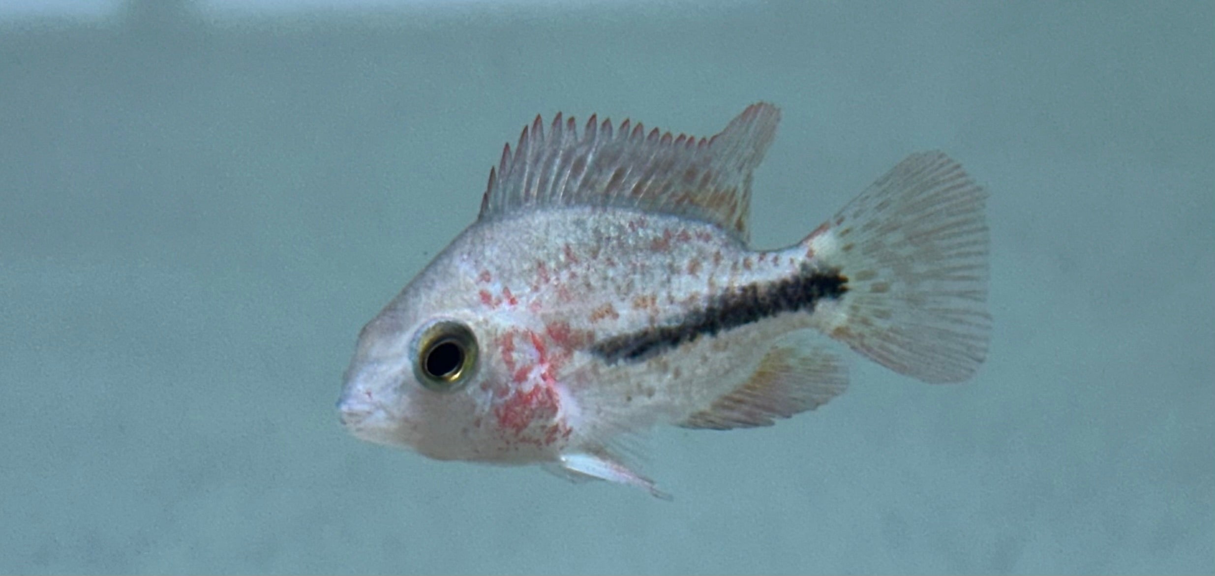 Bifasciatus Vieja Cichlid (1.5”)