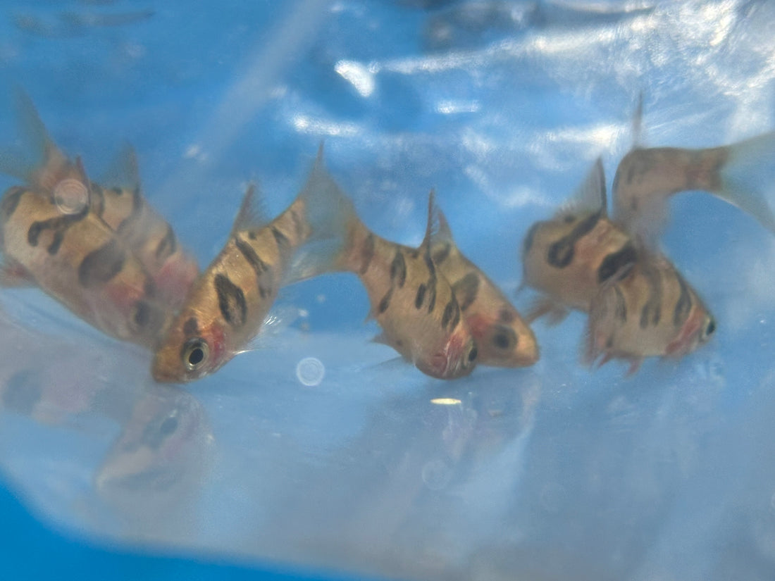 Snakeskin Barb (1.75-2”)