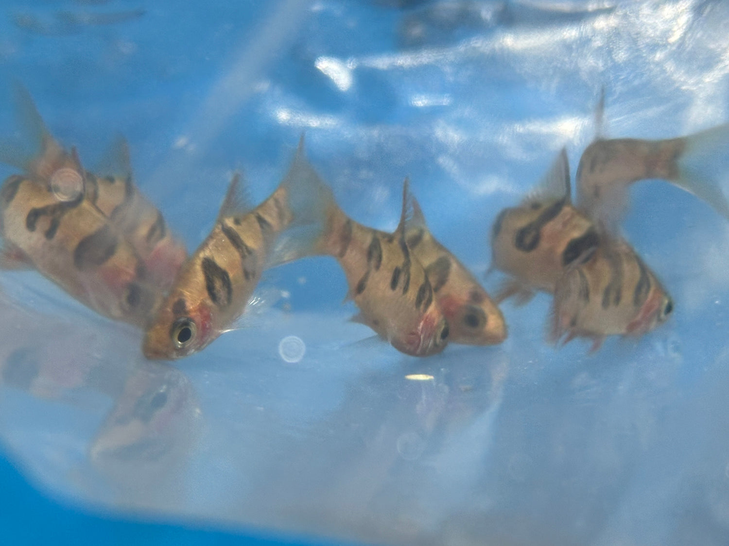 Snakeskin Barb (1.75-2”)