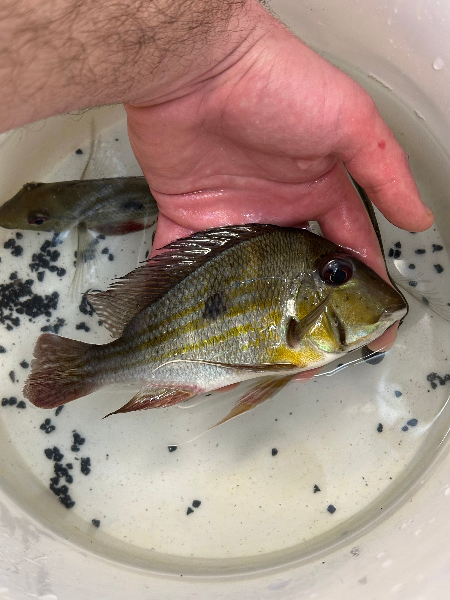 XL Geophagus Winemilleri (5.5-6”)