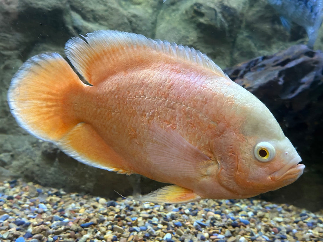 XL Chili Red Oscar (7.5-8”)
