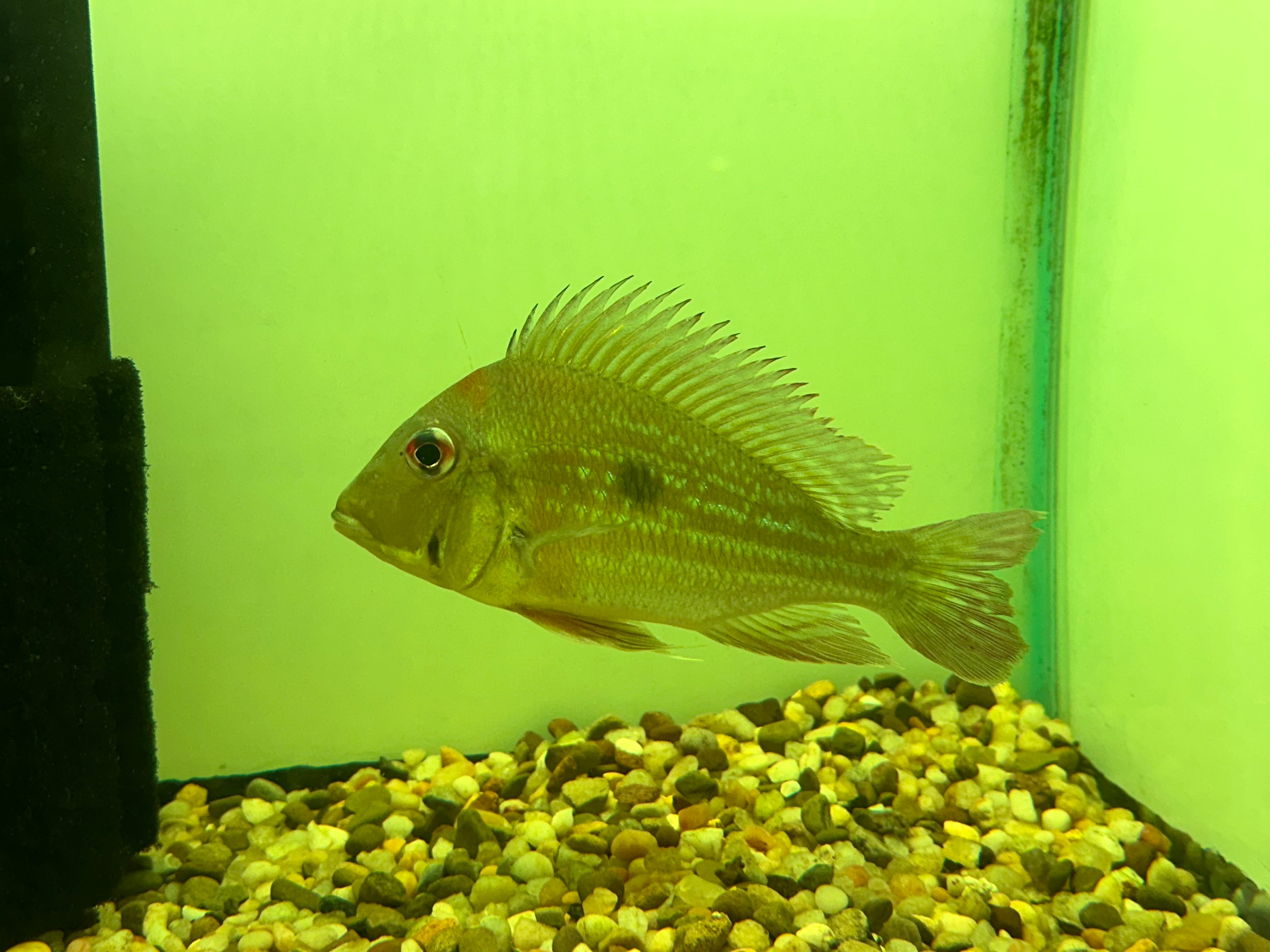 XL Geophagus Winemilleri (5.5-6”)