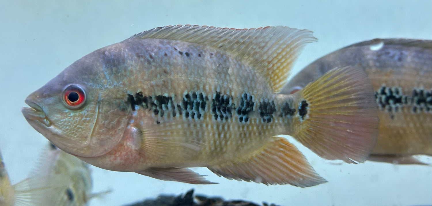Lysoni Cichlid (5-6”)