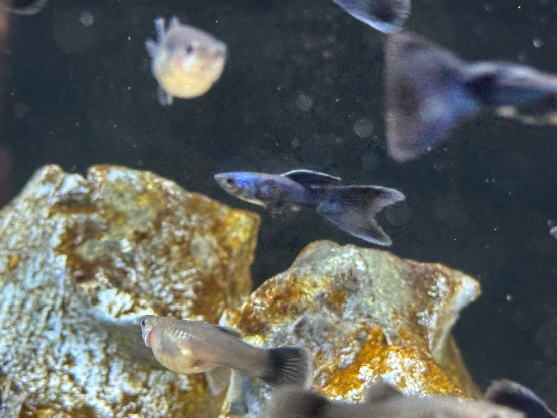 Blue Tazan Guppy Pair (1”)