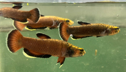 Male Betta Albimarginata (2”)