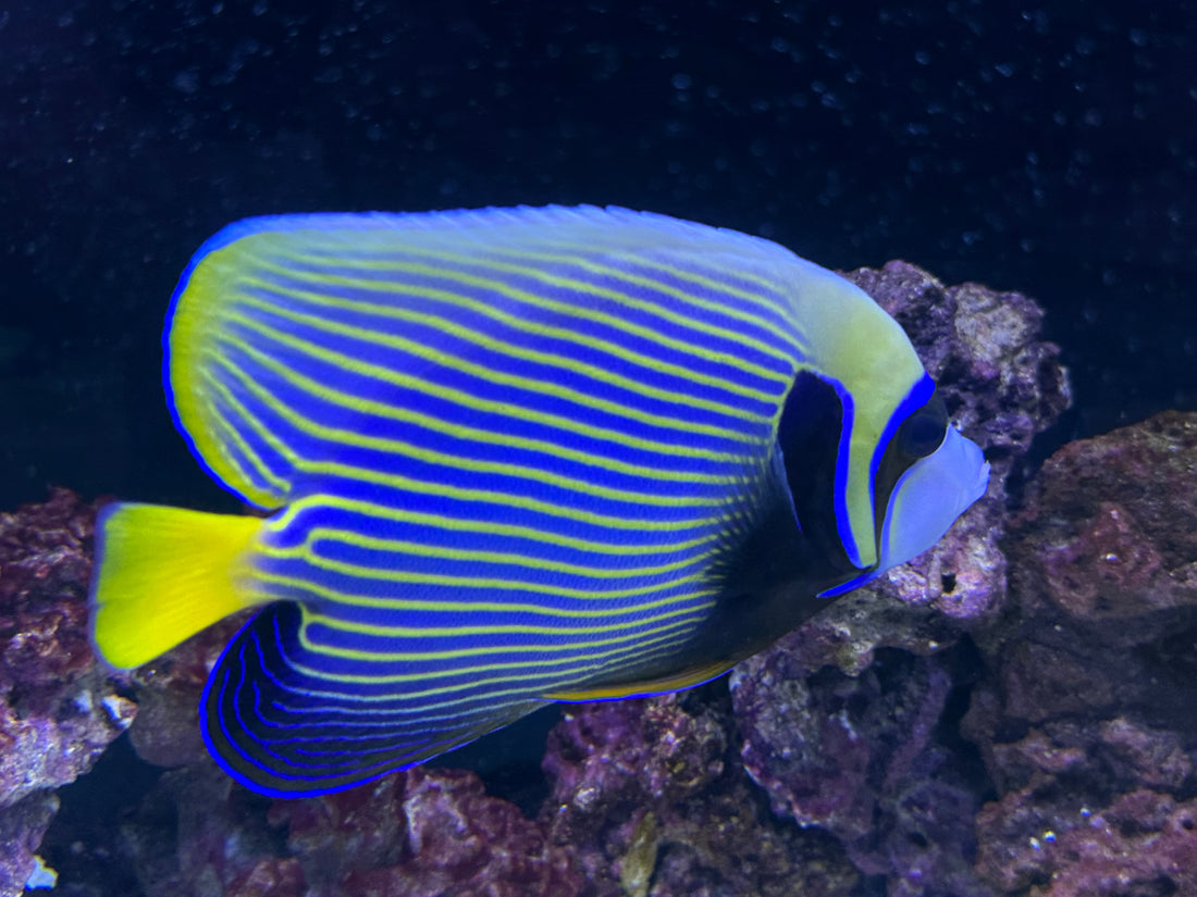 XL Emperor Angelfish (7-7.5”)