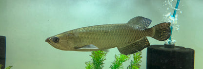 Jardini Arowana (8”)