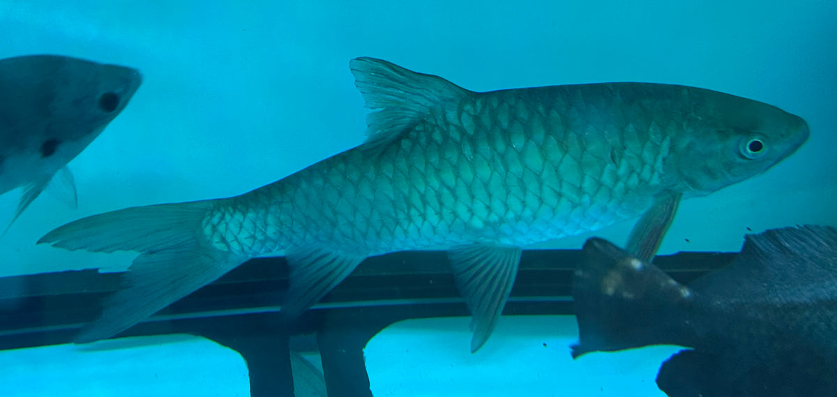 XL Phoenix Barb (14-15”)