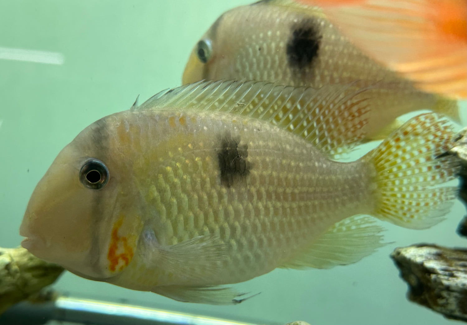 XL Red Cheek Bandit Cichlid (5.5-6”)
