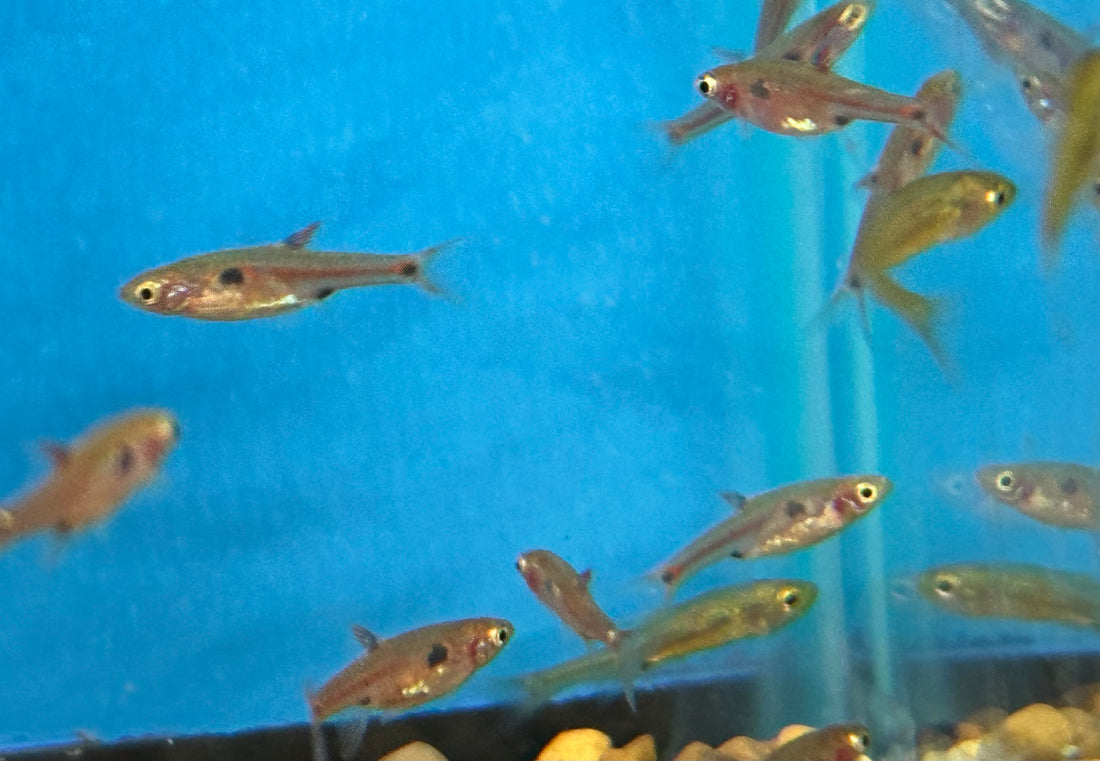 Spotted Rasbora (.75”)