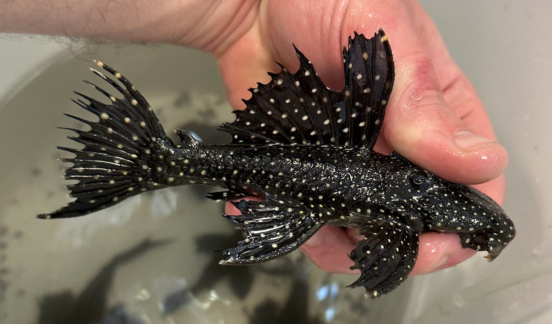 L240 Vampire Pleco (5”+)