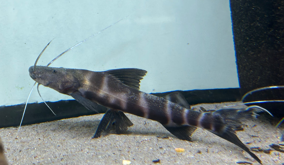 Juruense Catfish (6.5-7”)