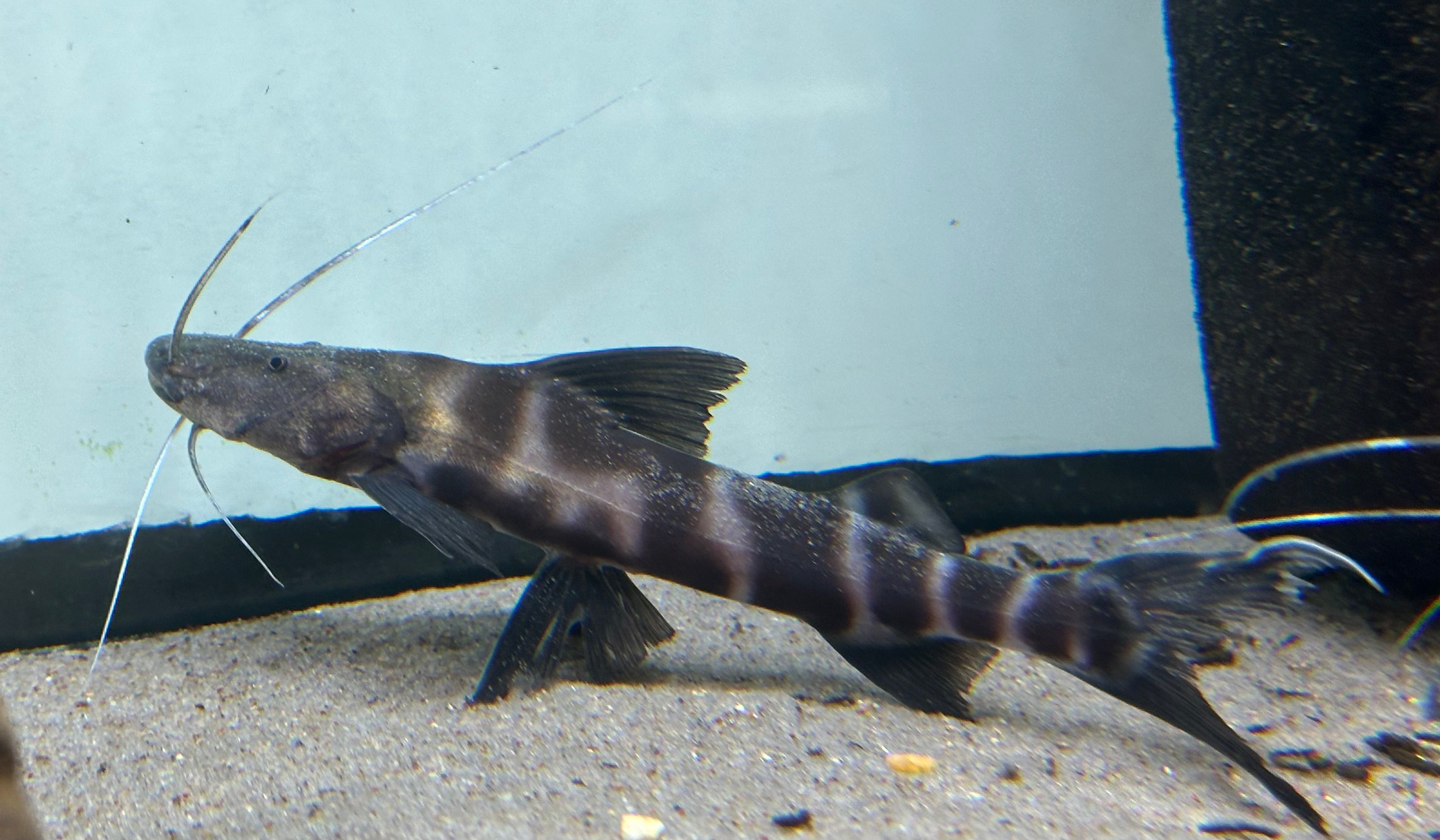 Juruense Catfish (6.5-7”)