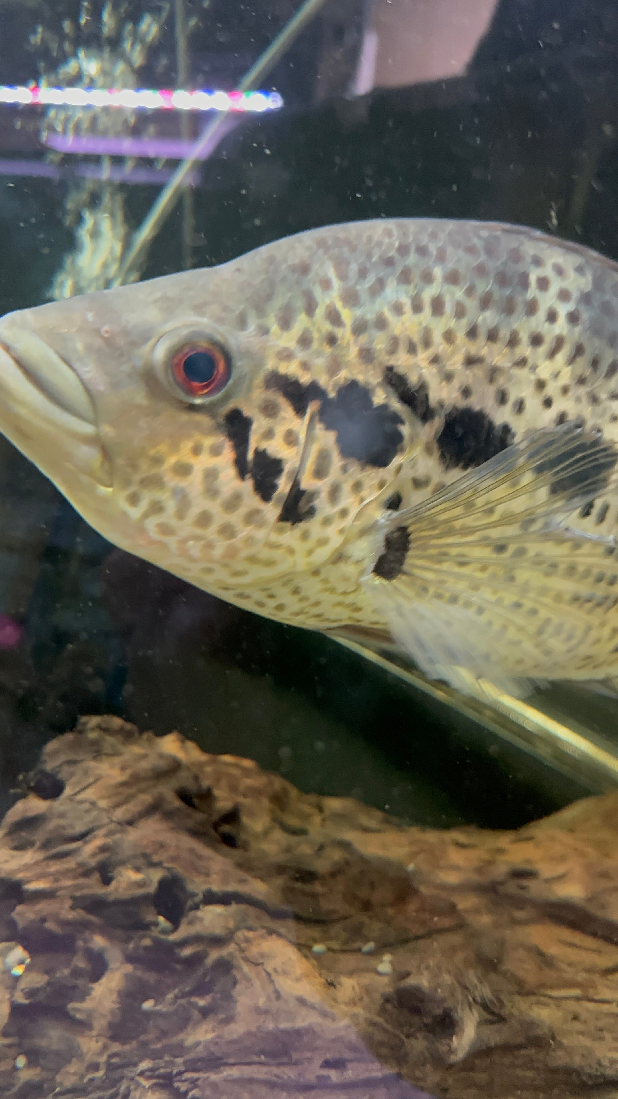 XL Dovii x Jaguar Hybrid Cichlid (11-12”)