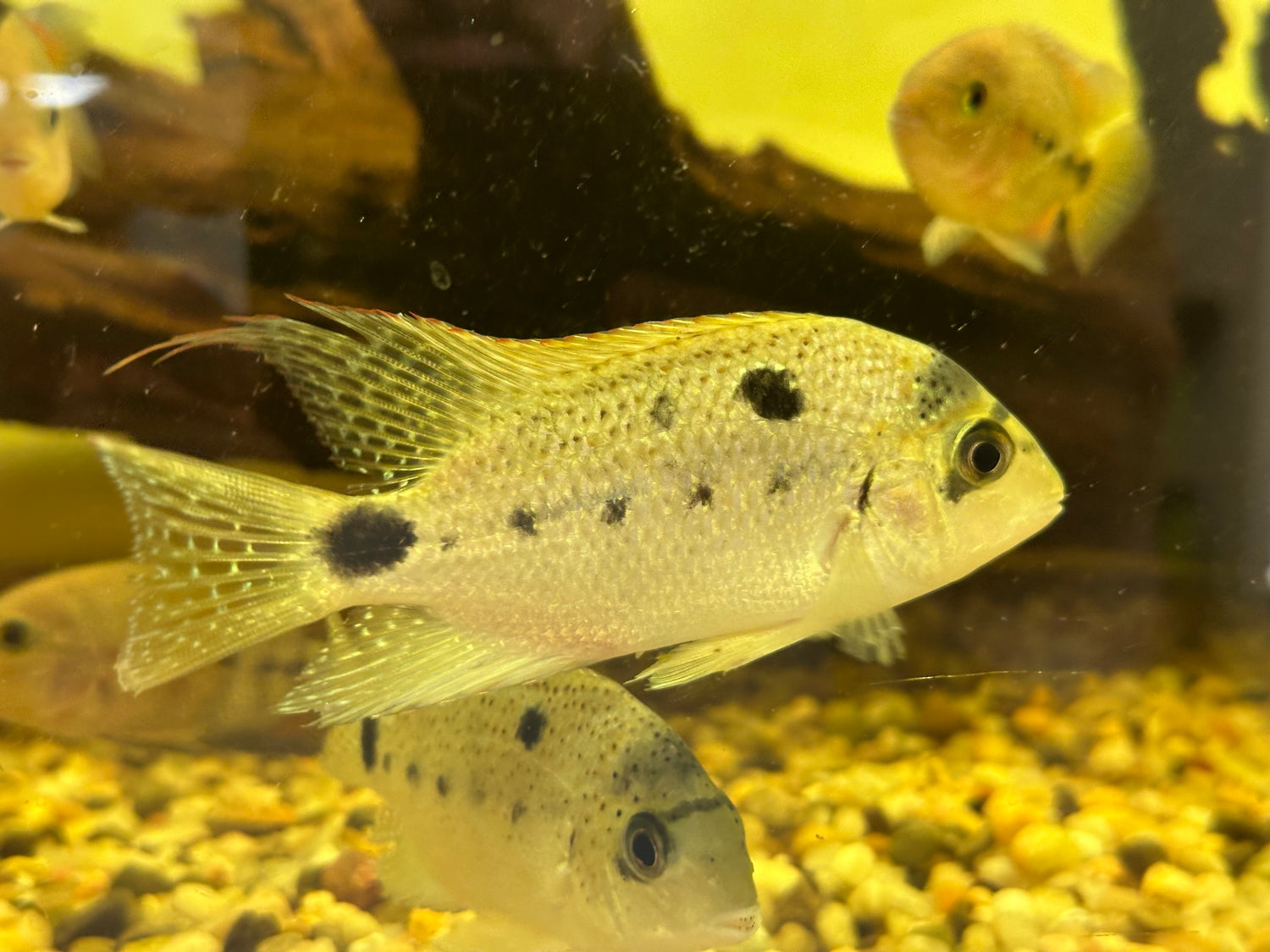 Argentea Vieja Cichlid (4-4.5”+)