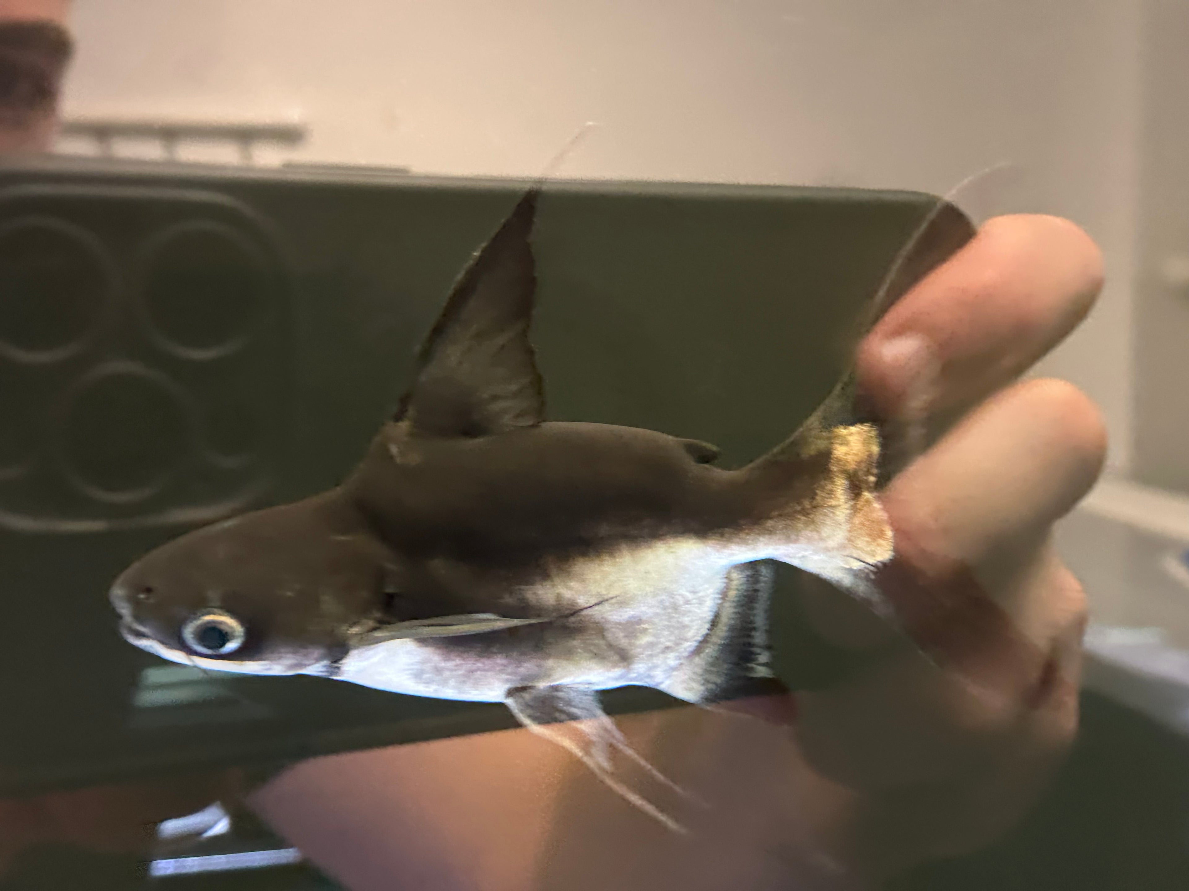 Shortbody Highfin Shark (7-8”)