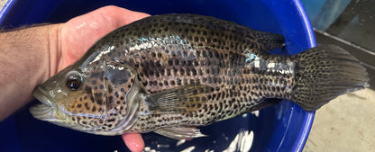 XL Dovii x Jaguar Hybrid Cichlid (11-12”)