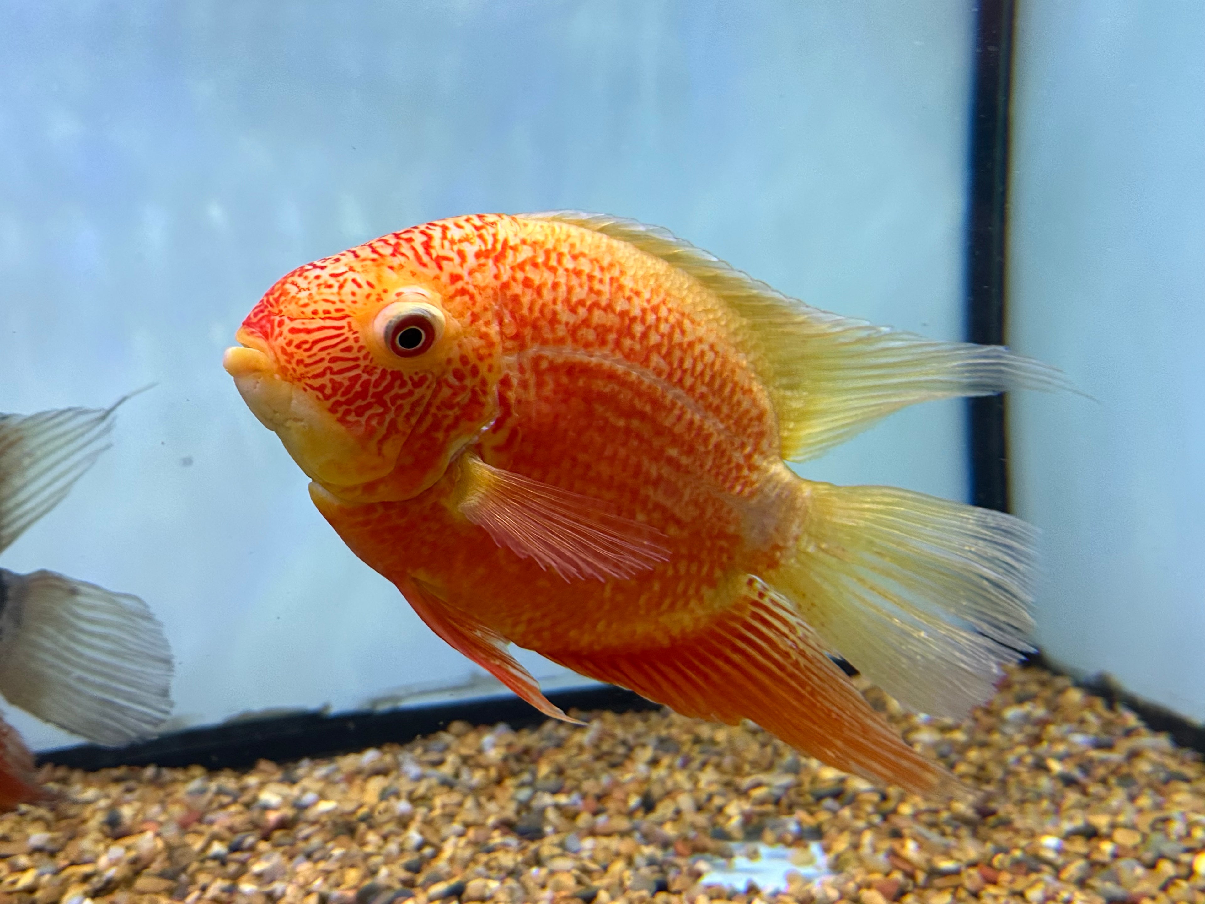 XL Red Severum (6-7”)