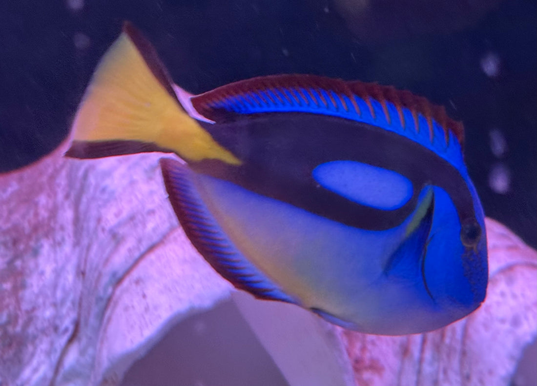 Yellow Belly Hippo Tang (4”+)