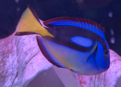 Yellow Belly Hippo Tang (4”+)