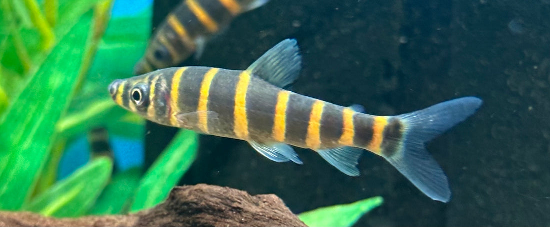 Red Banded Leporinus (2.5”)