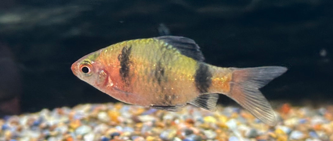 Black Ruby Barb (1.25-1.5”)