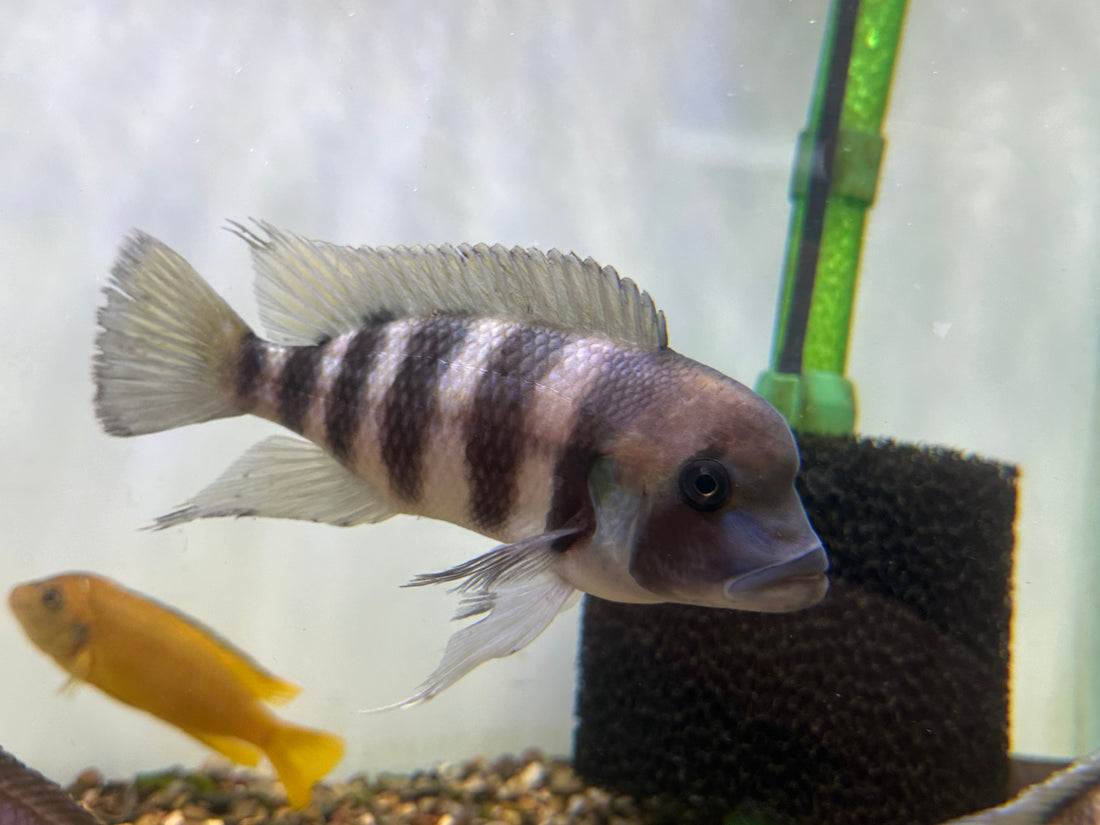 Kingoma 7 Stripe Frontosa (6”+)