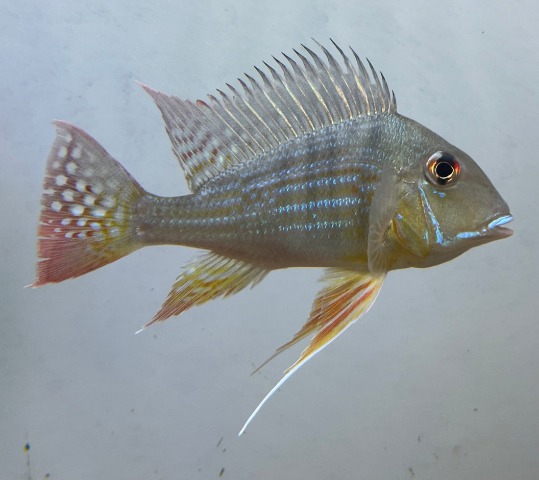 LARGE Surinamensis Geophagus Cichlid (5”)
