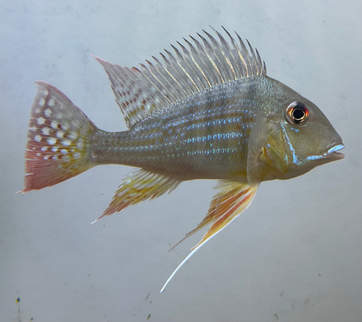 LARGE Surinamensis Geophagus Cichlid (5”)