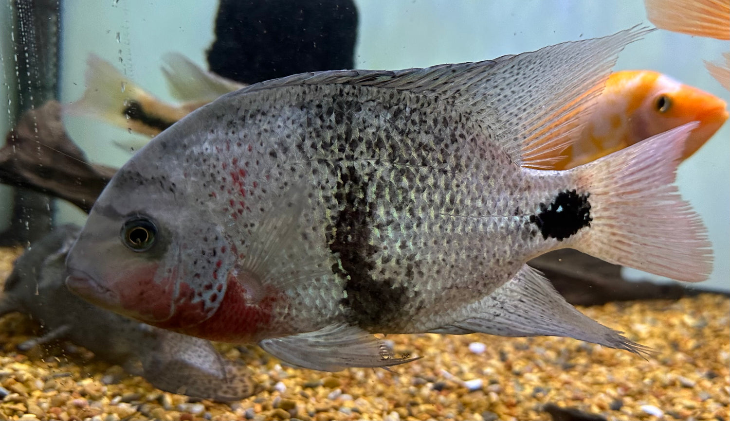 Blackbelt Vieja Cichlid (7-8”)