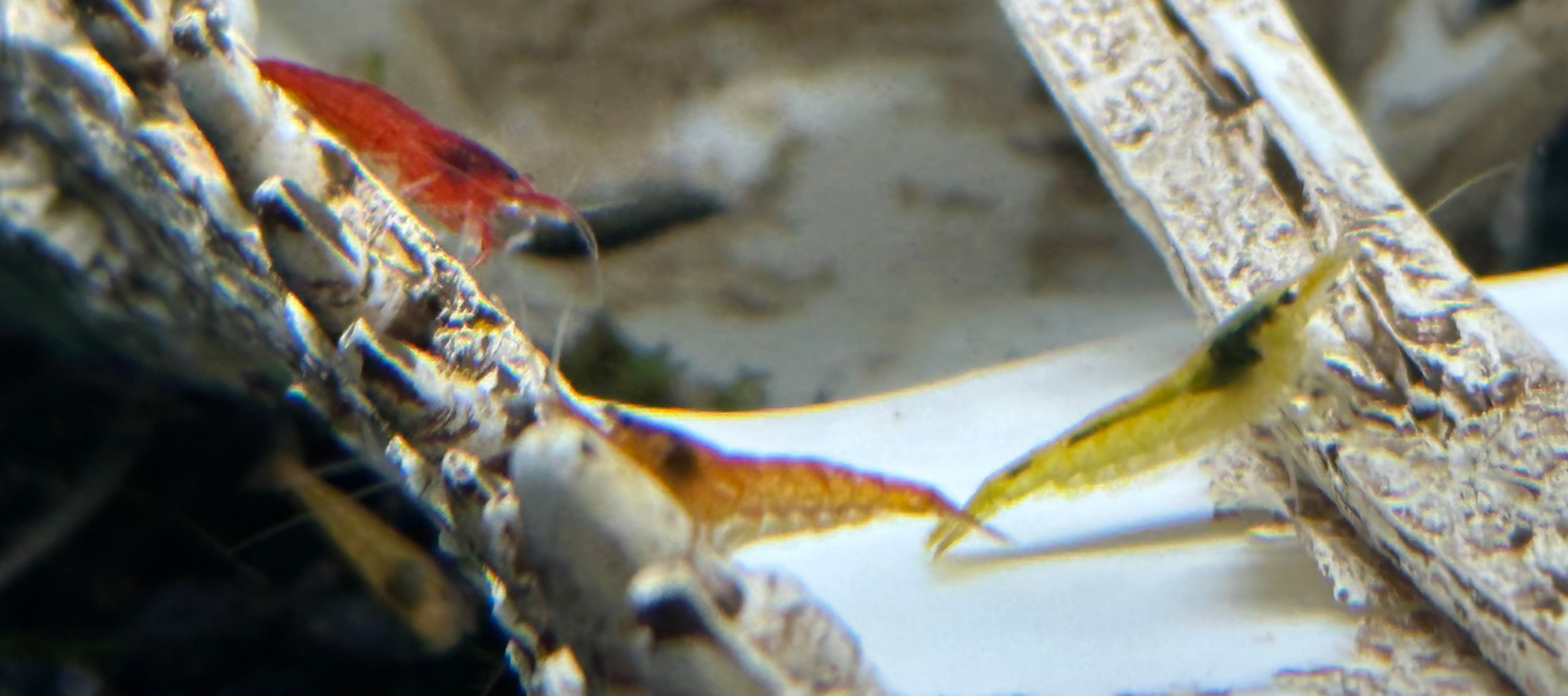 Assorted Neocardinia Shrimp (.75”)