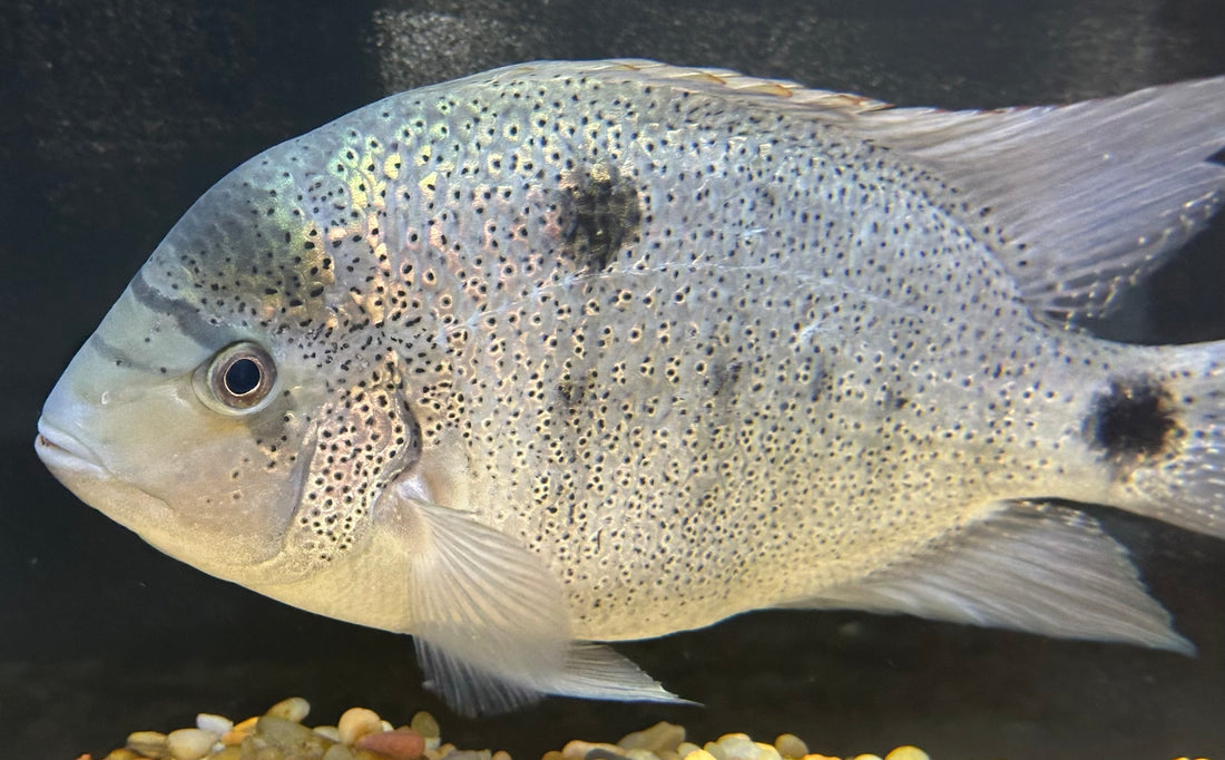 XL Argentea Vieja Cichlid (8-9”)