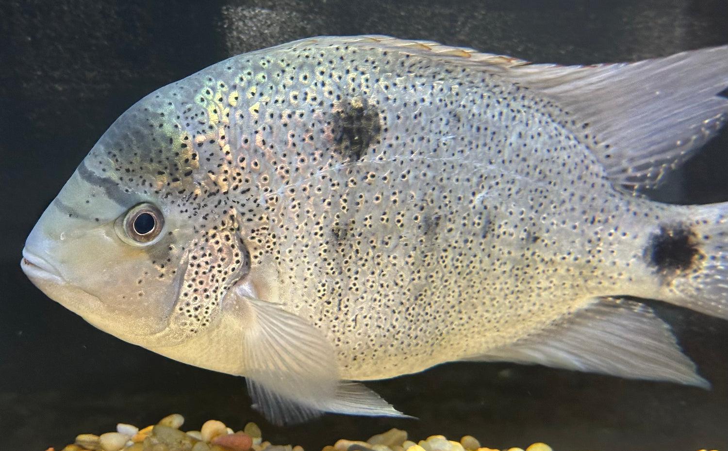 XL Argentea Vieja Cichlid (8-9”)