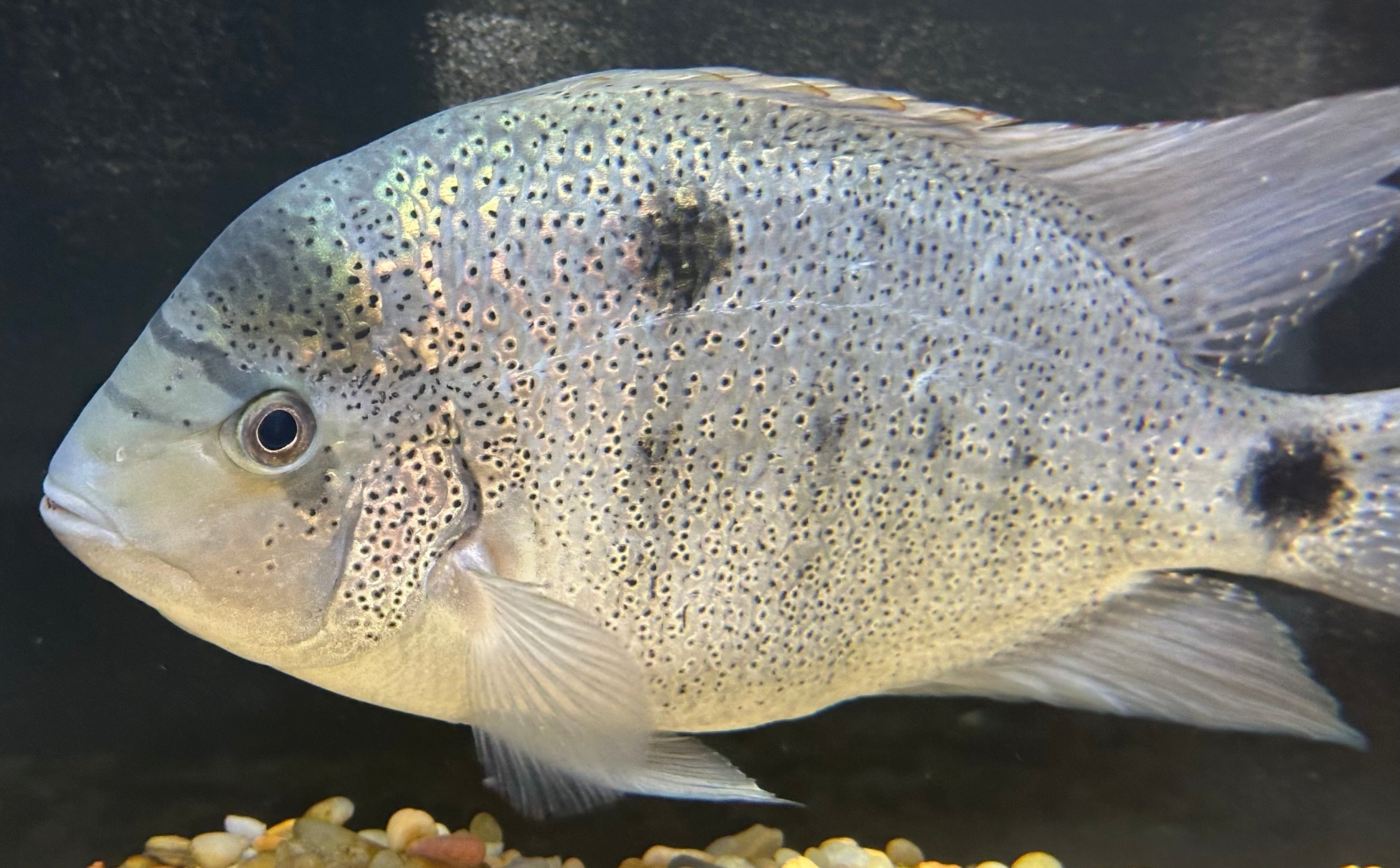 XL Argentea Vieja Cichlid (8-9”)