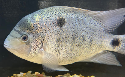 XL Argentea Vieja Cichlid (8-9”)