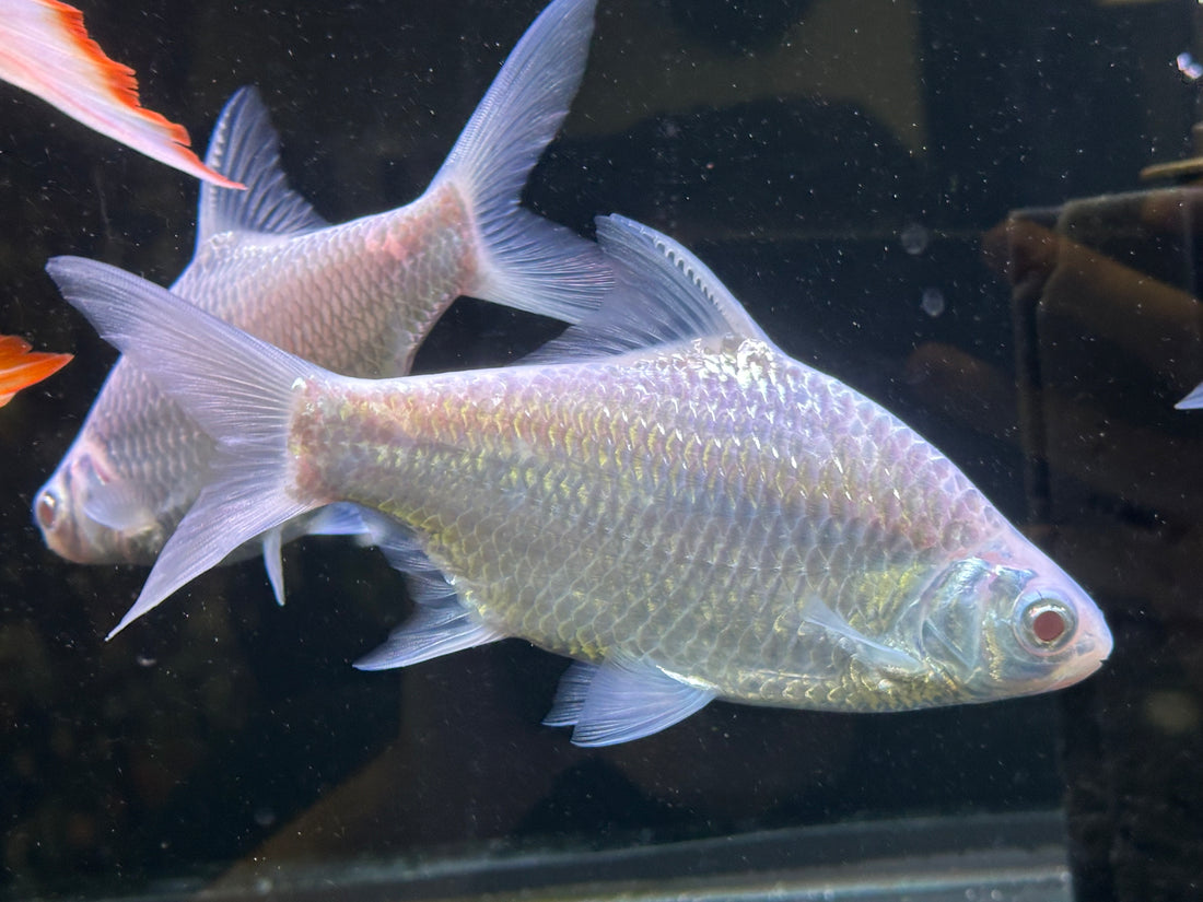 Albino Platinum Tinfoil Barb (6-7”)