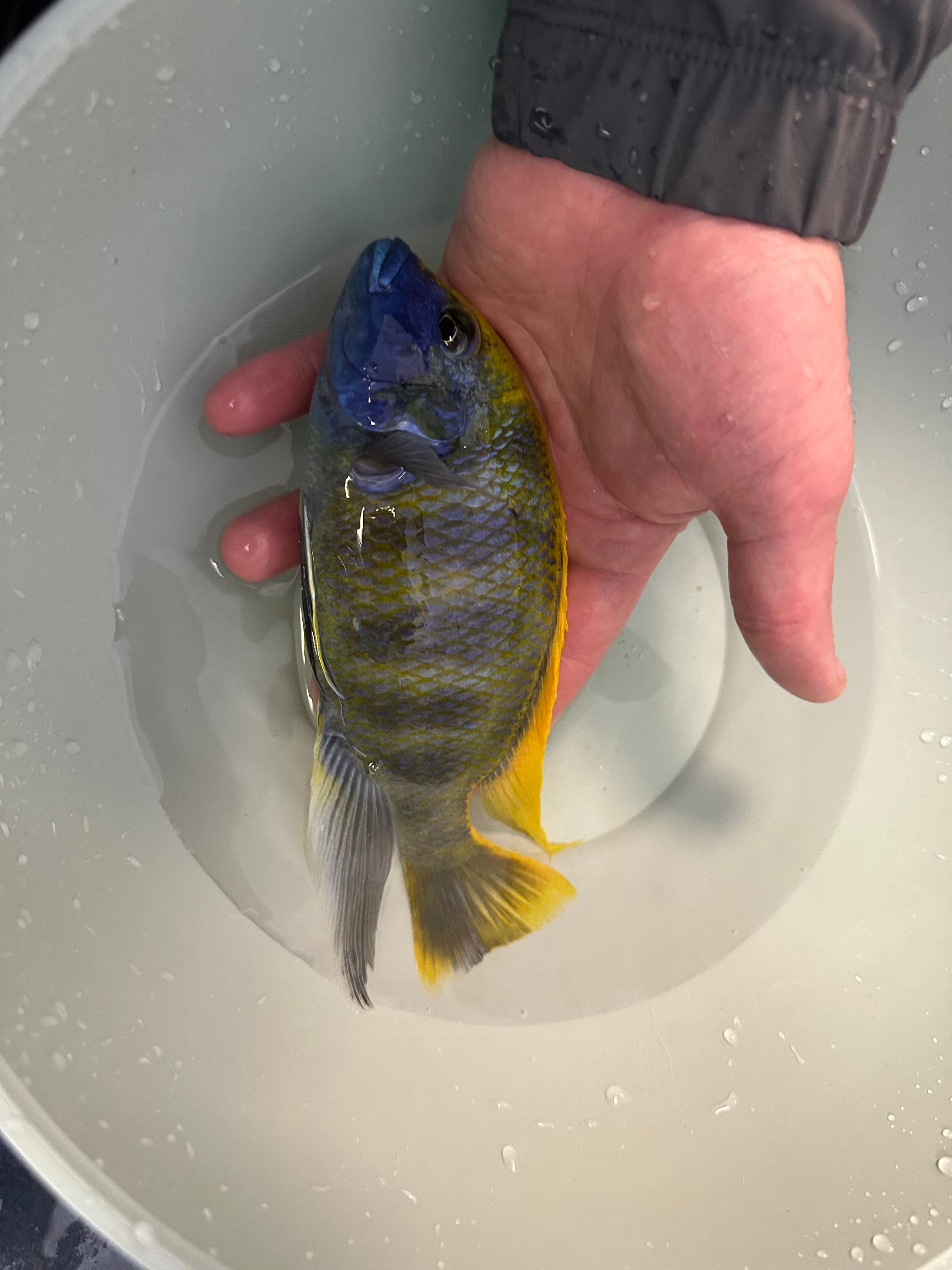 XL Venustus Cichlid (7”)