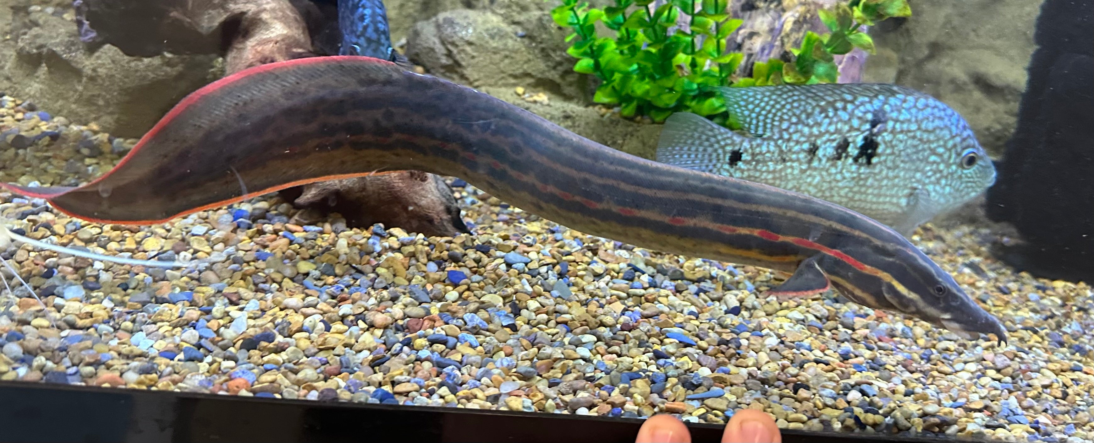 XL Fire Eel (16-18”+)