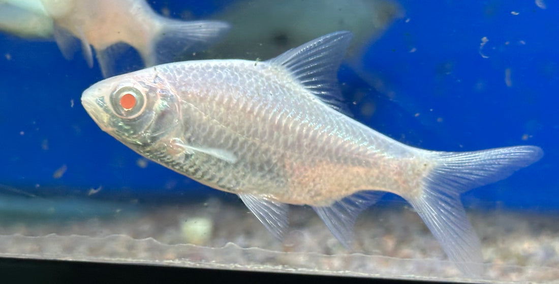 Albino Platinum Tinfoil Barb (2-2.25”)