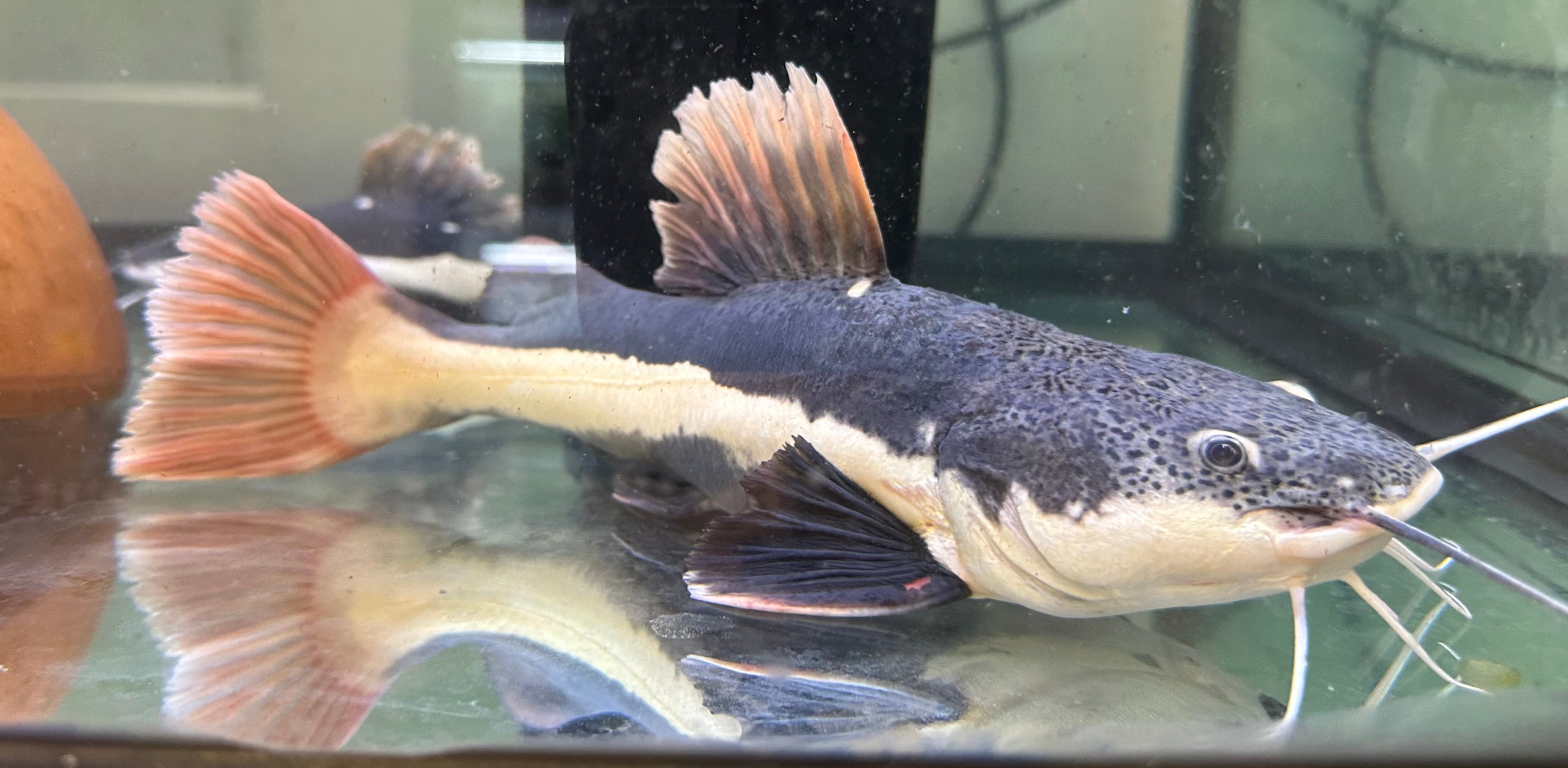 Large Redtail Catfish (8”)