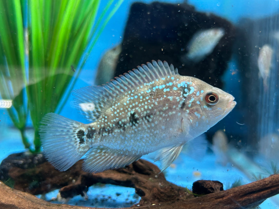 Baby Flowerhorn (1.5-2.5”)