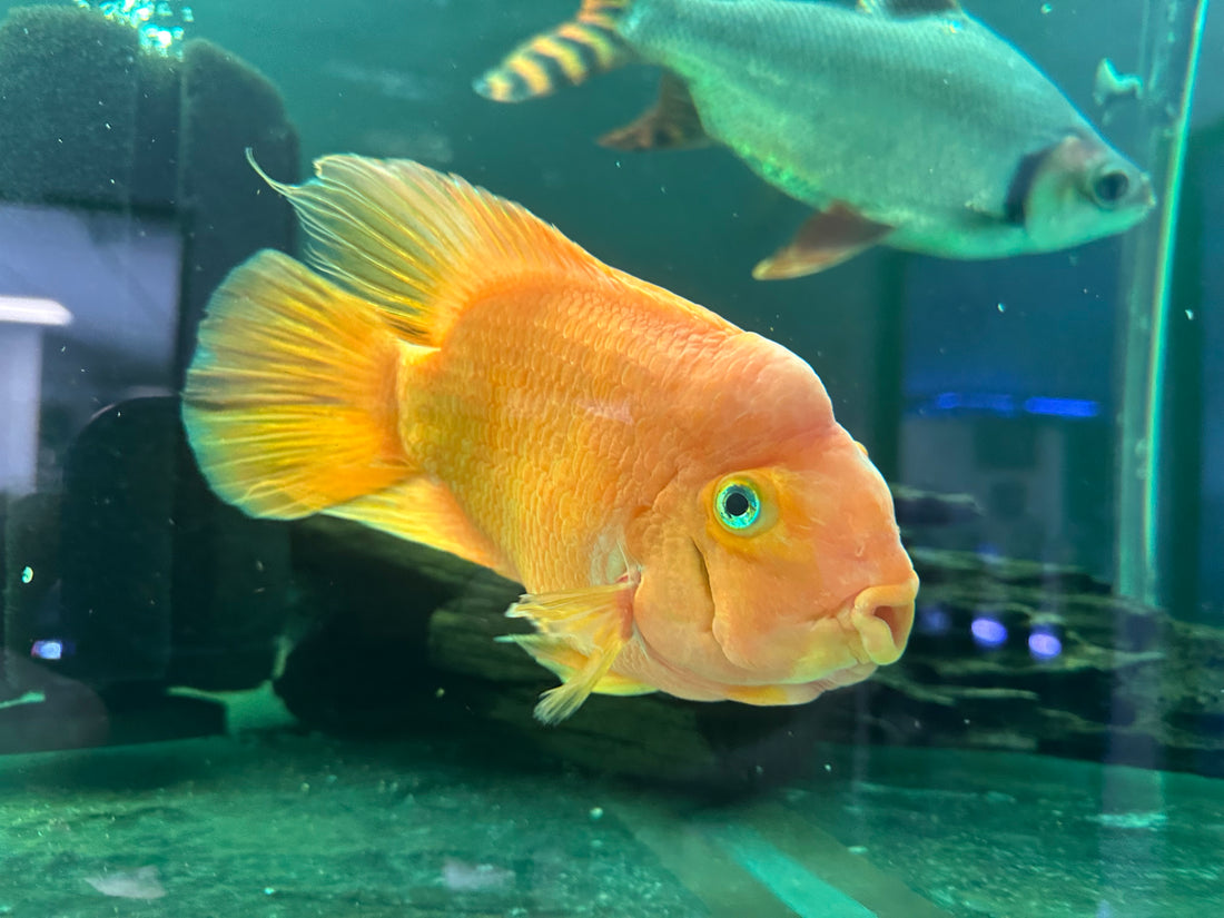 XL Red Parrot (7-8”)