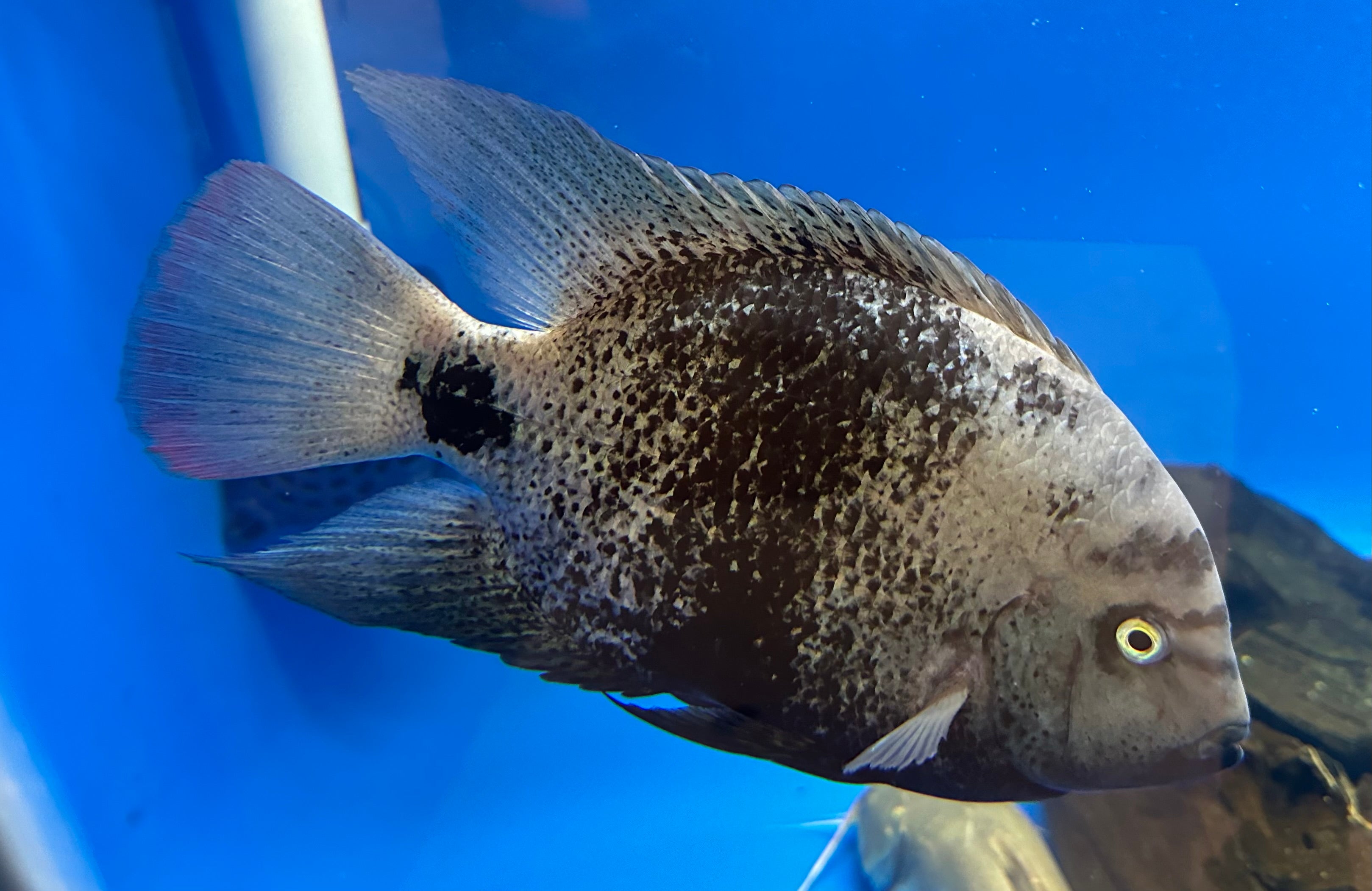 XXL Black Belt Cichlid (10”)